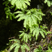 western maidenhair fern