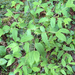 Hooker's fairybells