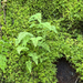 fragile ferns