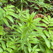 Columbia lily