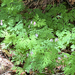Pacific Bleeding Heart