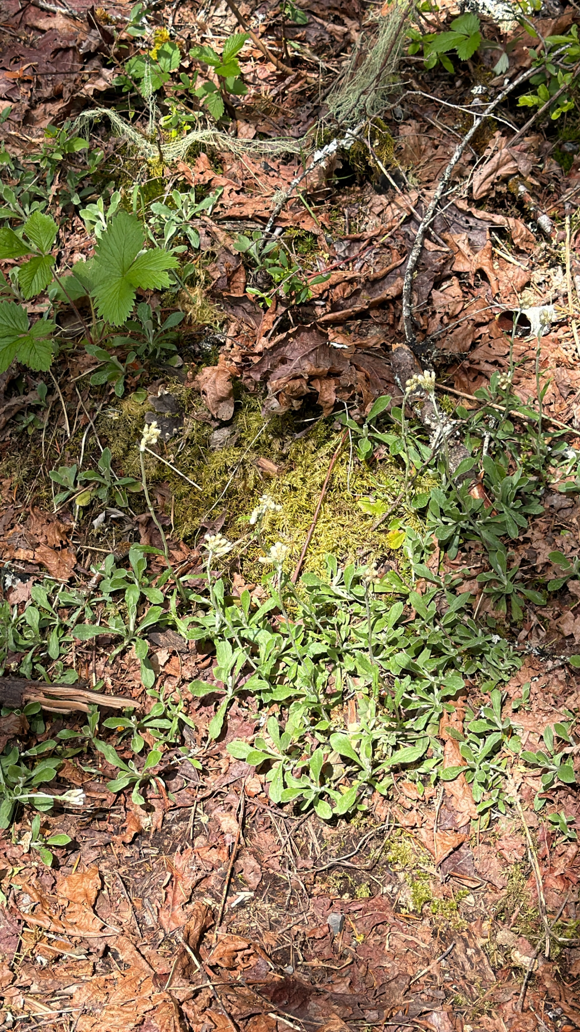 Antennaria howellii