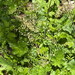 crevice alumroot