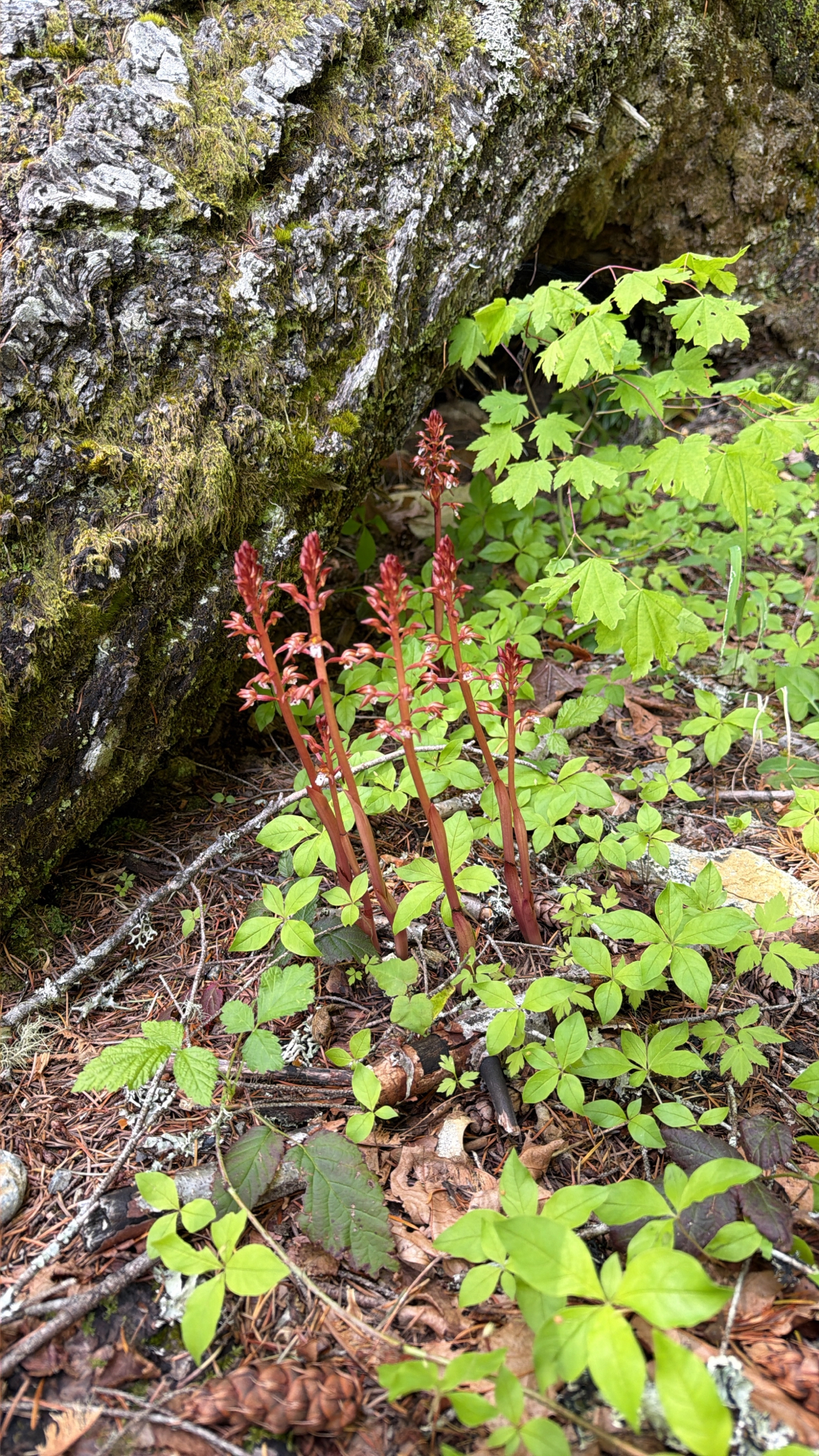 Corallorhiza maculata