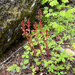 spotted coralroot