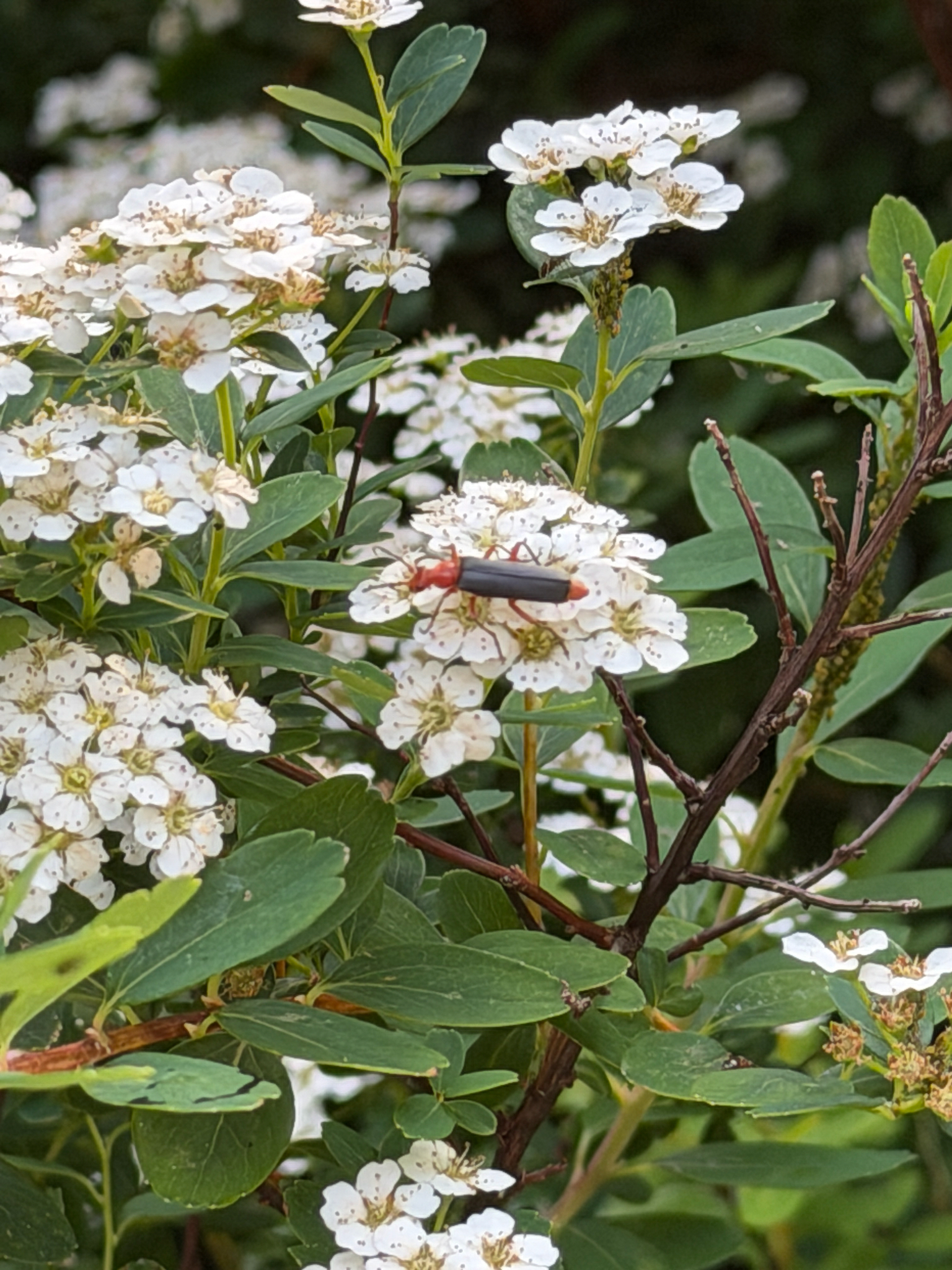 Podabrus pruinosus