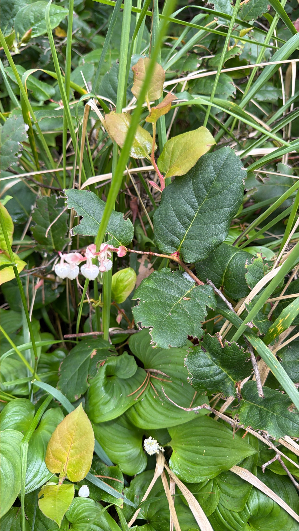 Gaultheria shallon