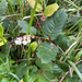 salal