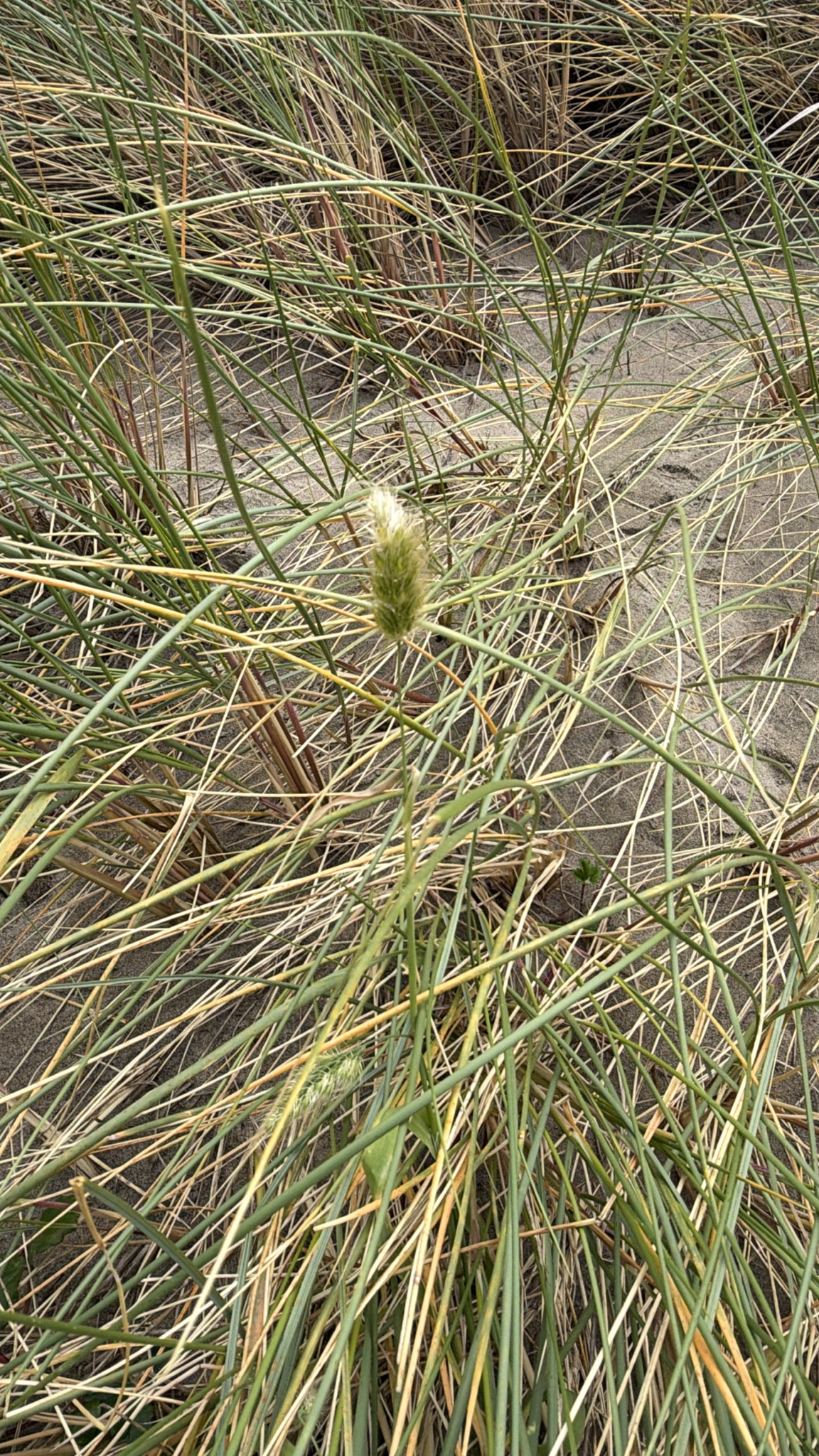 Calamagrostis arenaria