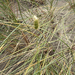 European marram grass