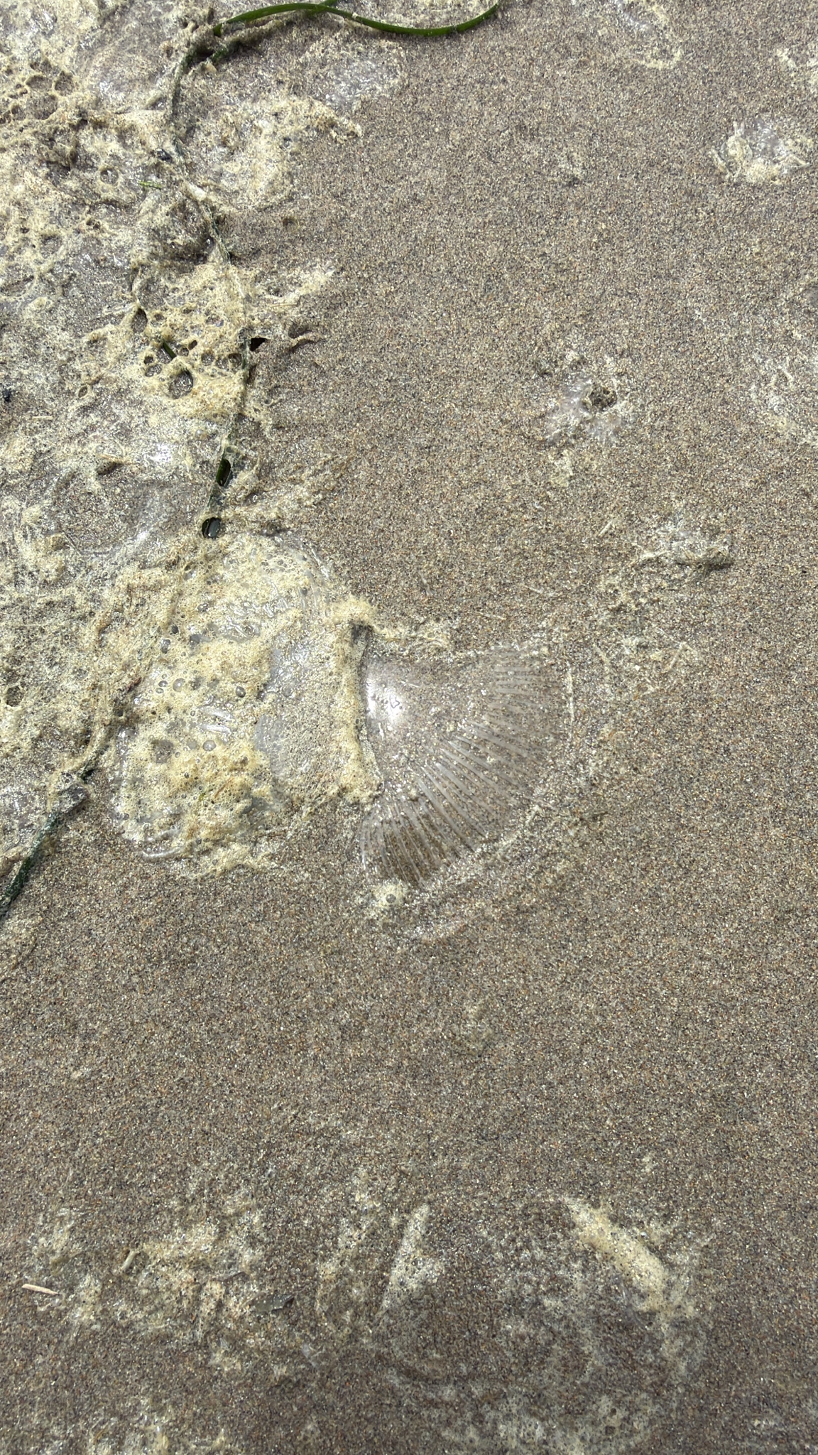 Aequorea victoria