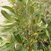 coastal willow