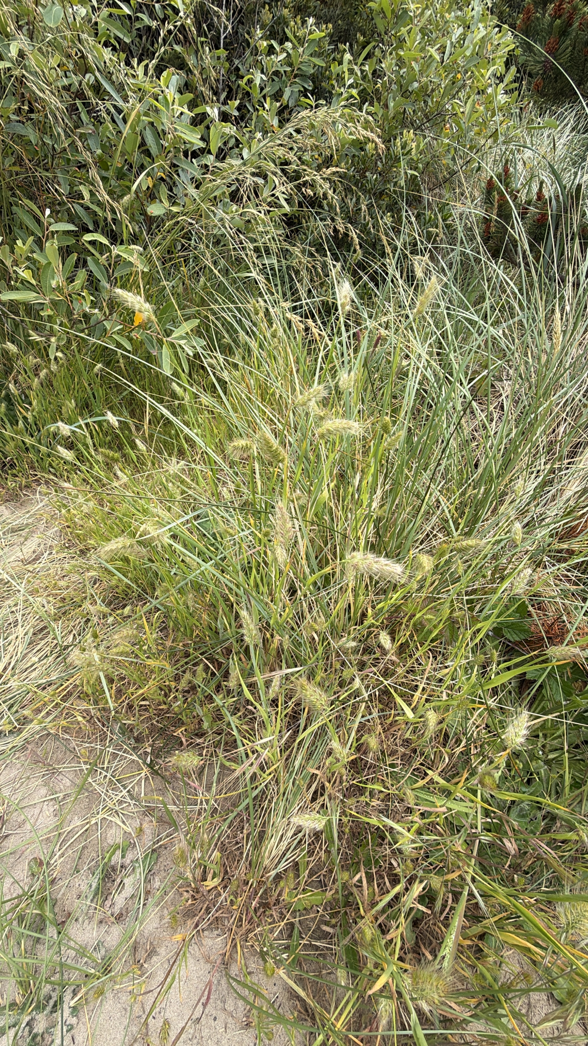 Cynosurus echinatus