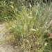 bristly dogtail grass