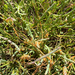 Pacific goldenthread