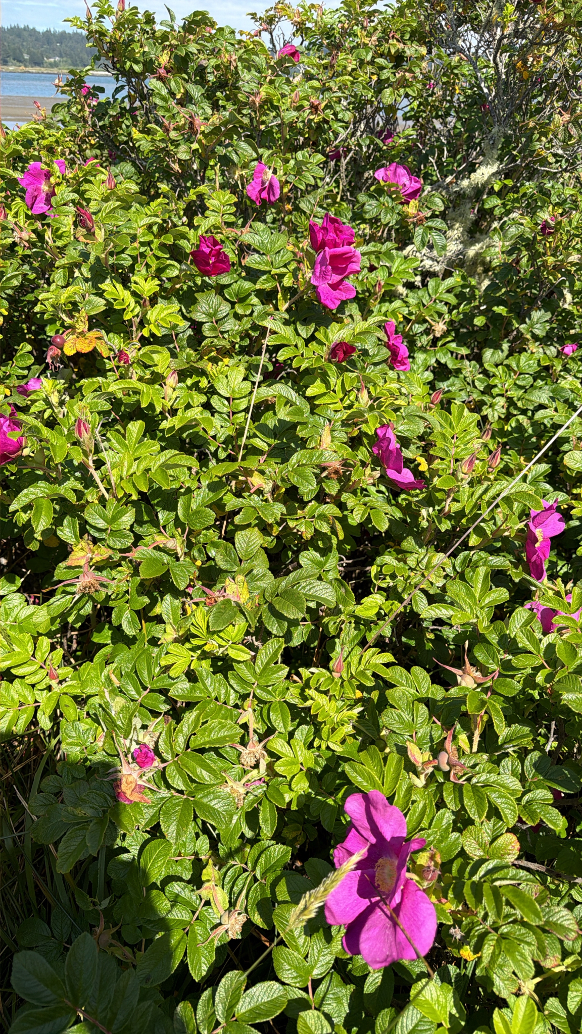 Rosa rugosa