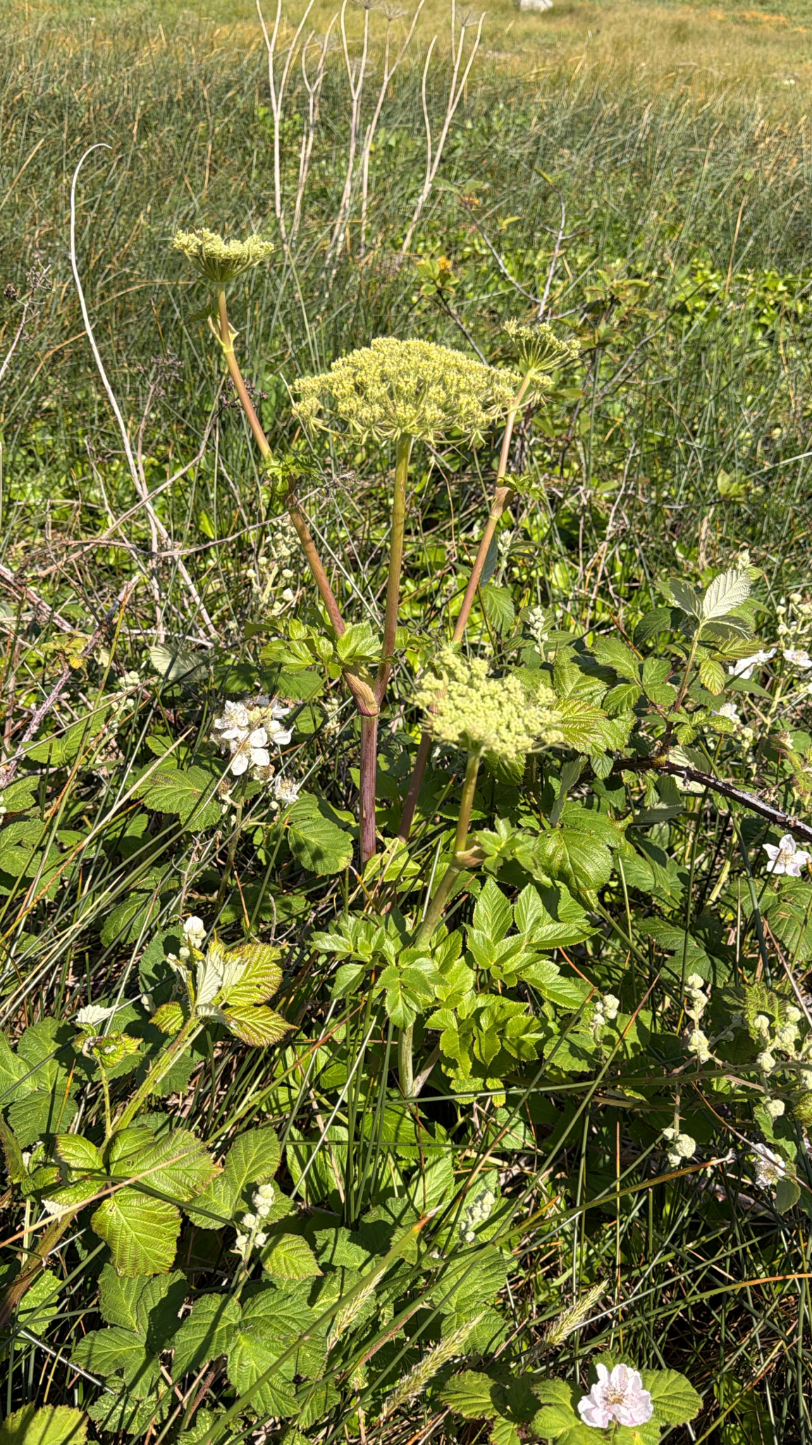 Angelica lucida