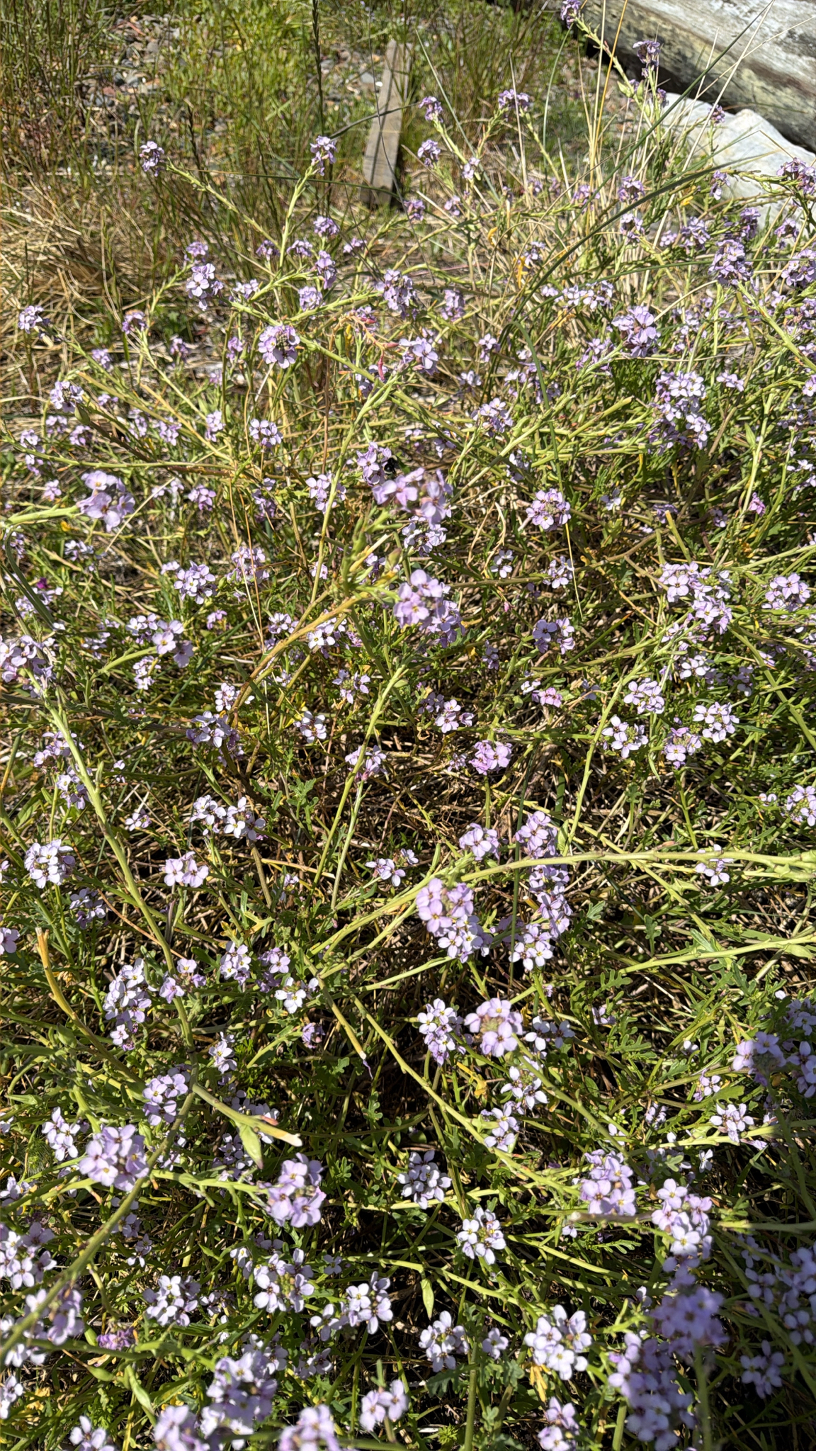 Cakile maritima