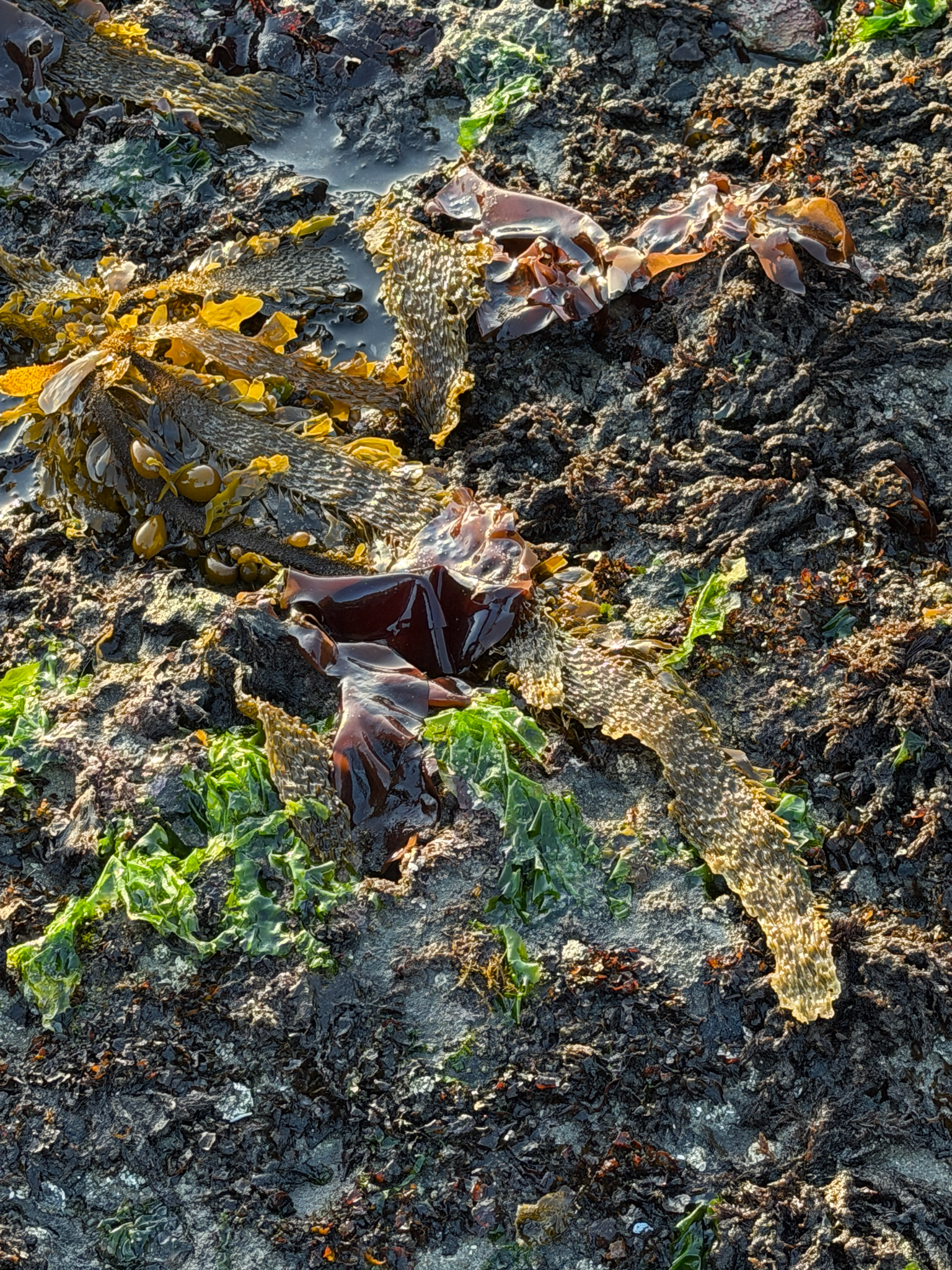 Egregia menziesii
