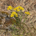 Common St. John's Wort