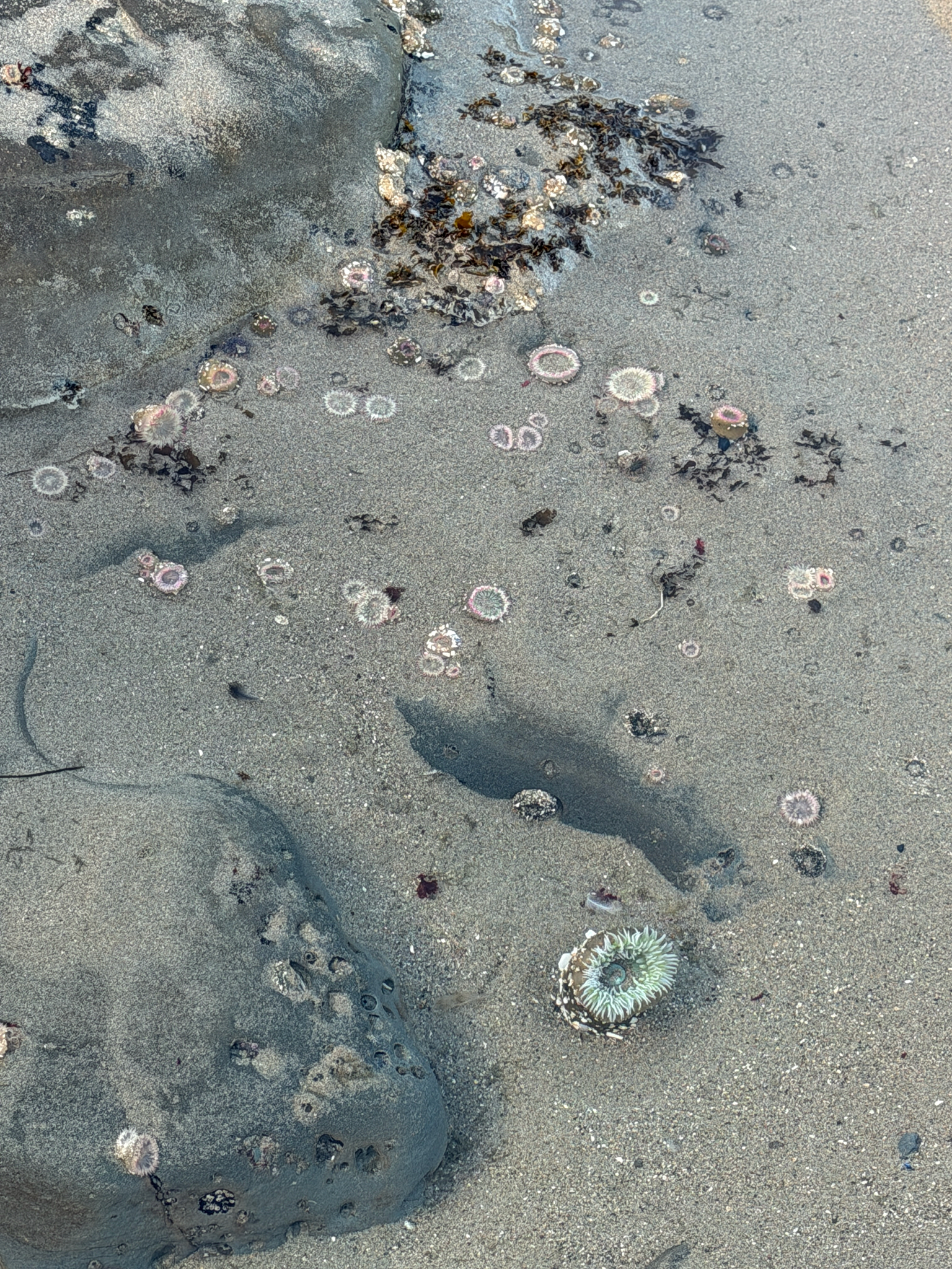 Anthopleura elegantissima