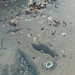 Aggregating Anemone