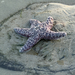 Ochre Sea Star