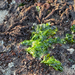 Broadleaf Sea Lettuce
