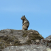 Douglas's Ground Squirrel