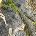 Nephthys's Sand-worms