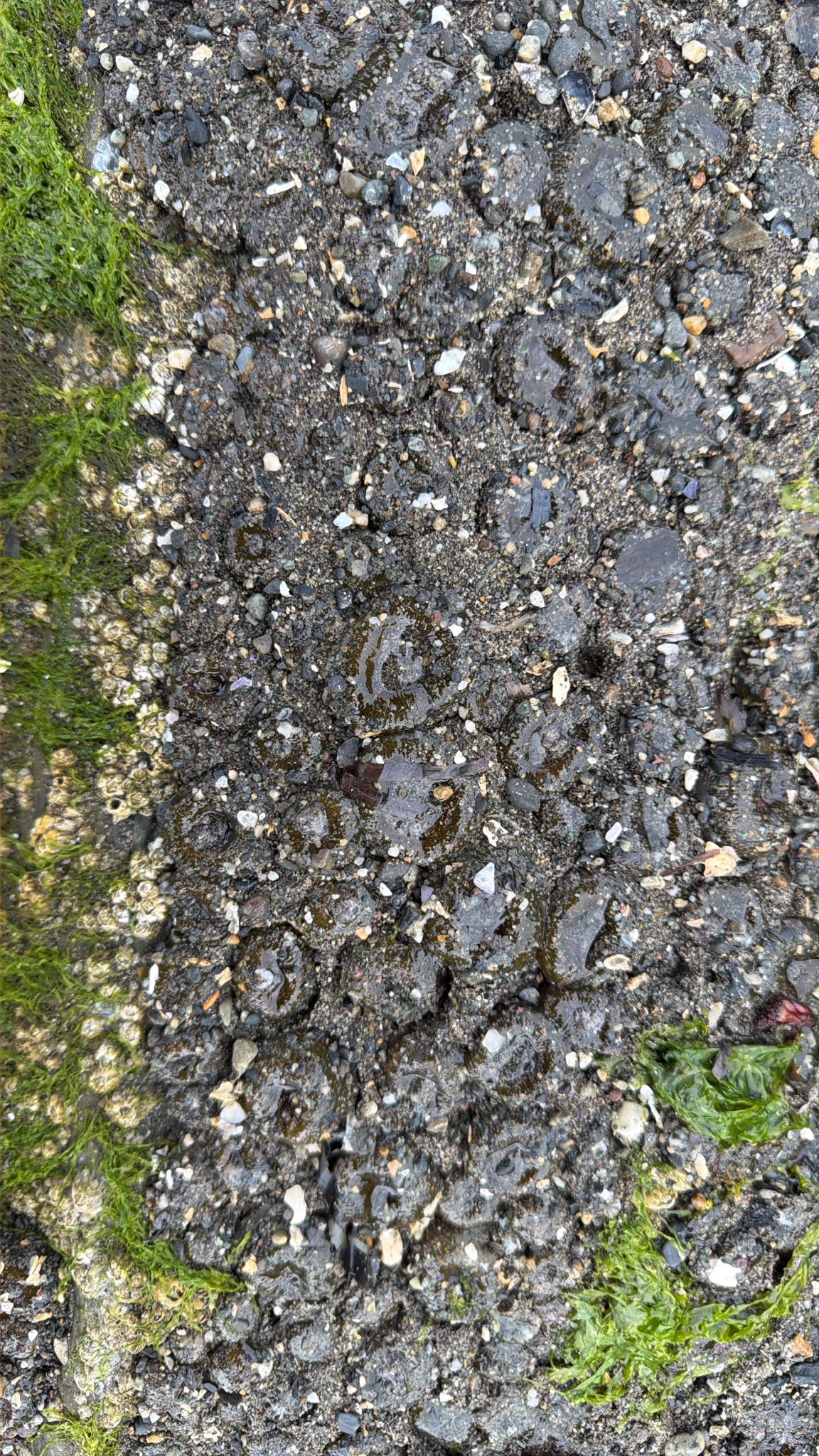 Anthopleura elegantissima
