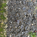 Aggregating Anemone