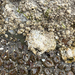 Thatched Barnacle