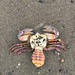 Red Rock Crab