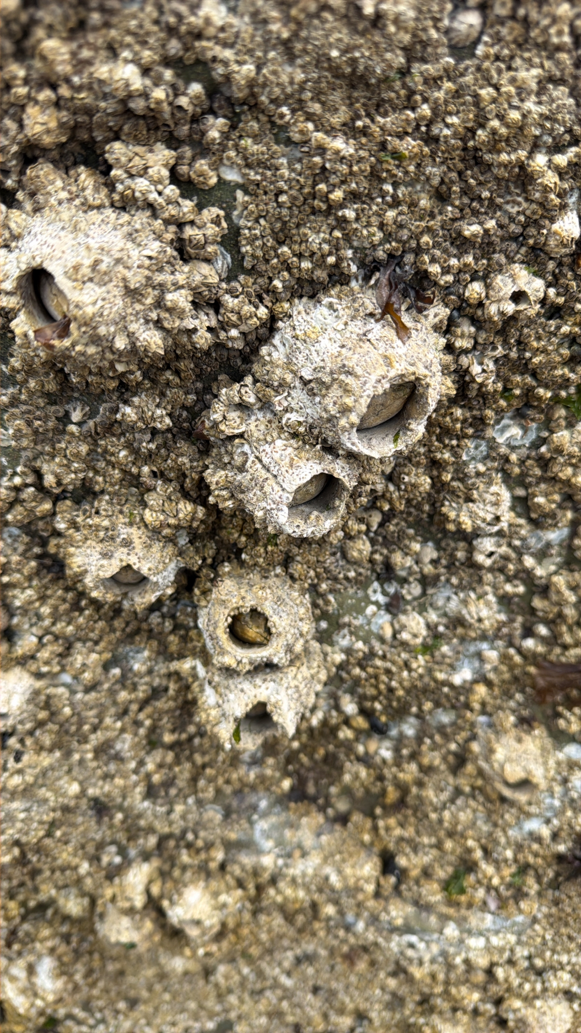 Semibalanus cariosus