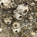 Thatched Barnacle