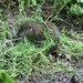 Mountain Beaver