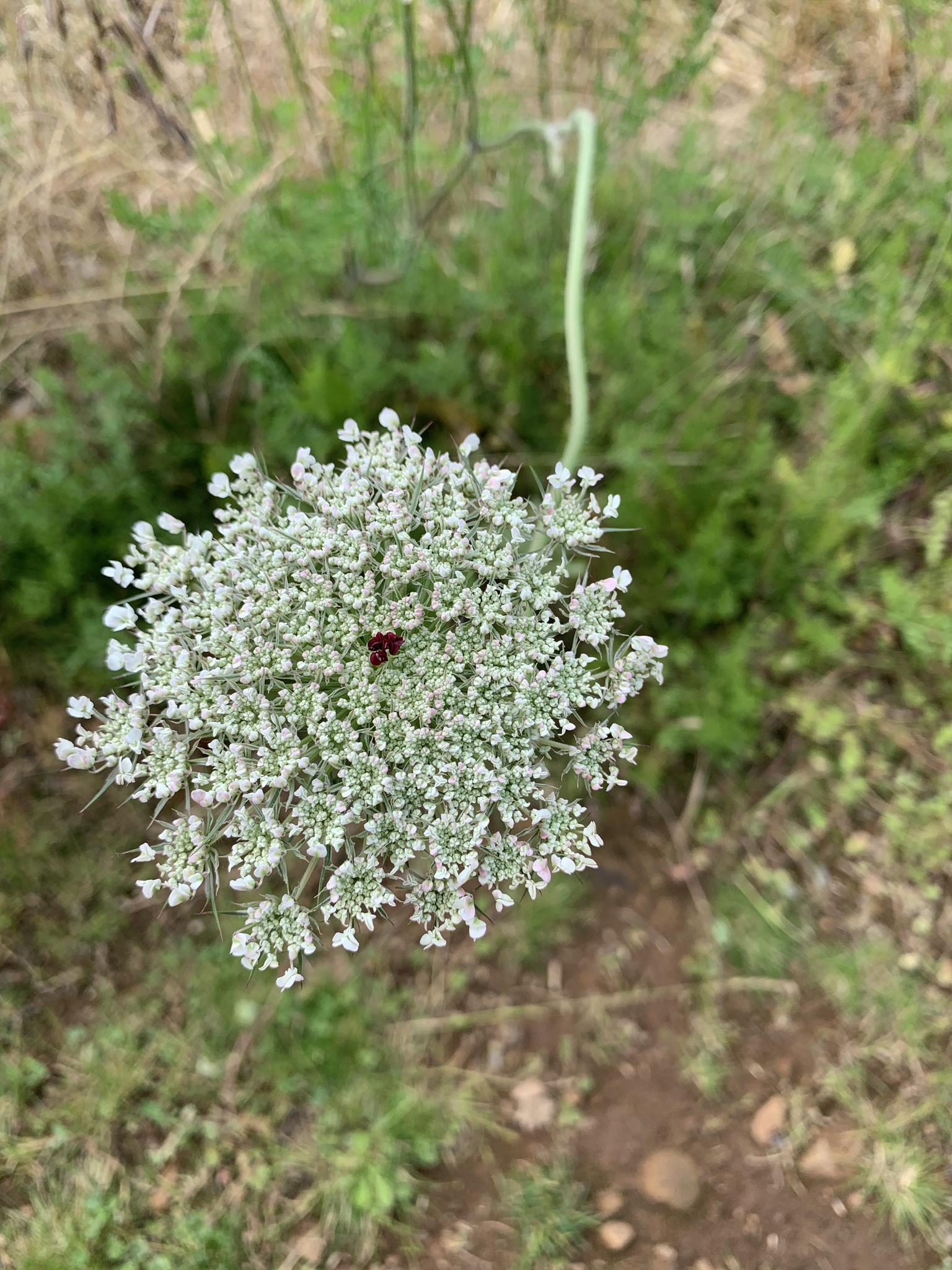 Daucus carota