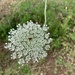 wild carrot