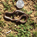 Sharp-tailed Snake
