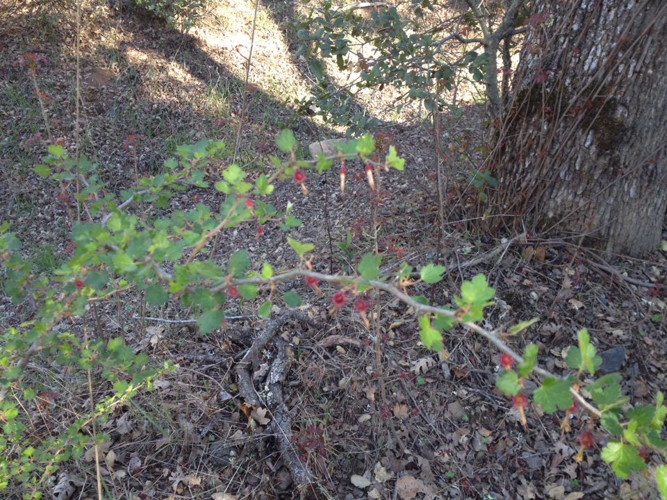 Ribes californicum