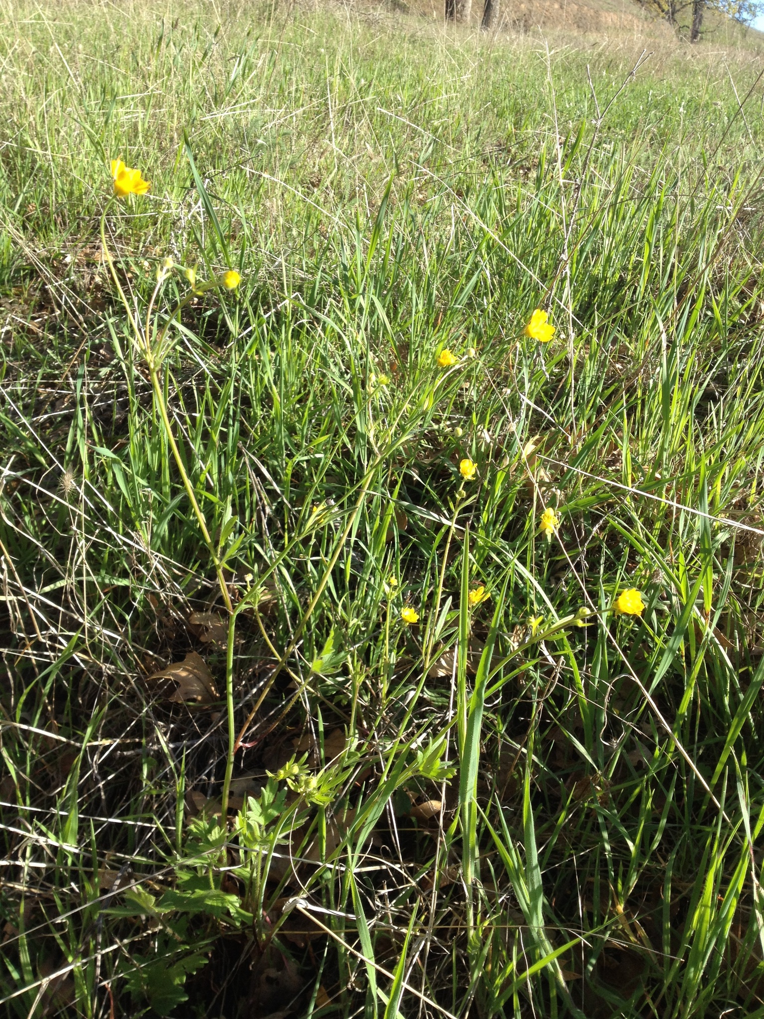 Ranunculus californicus