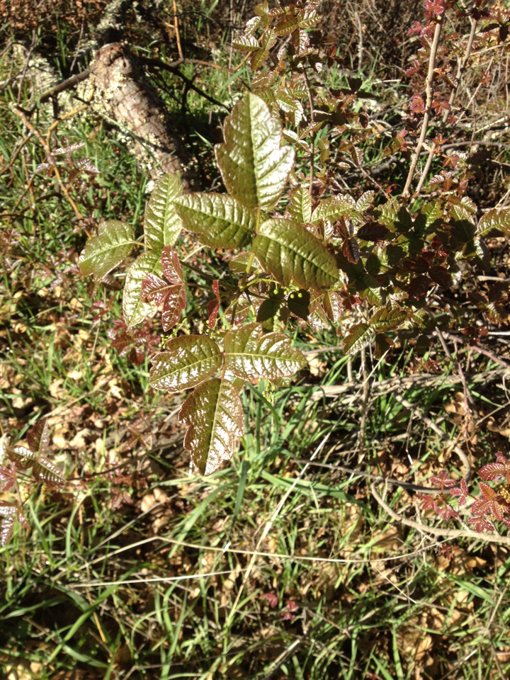 Toxicodendron diversilobum