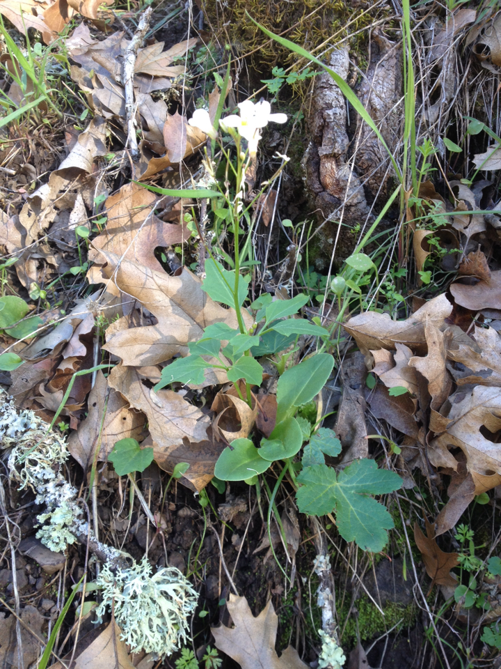 Cardamine californica