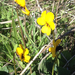 California Golden Violet