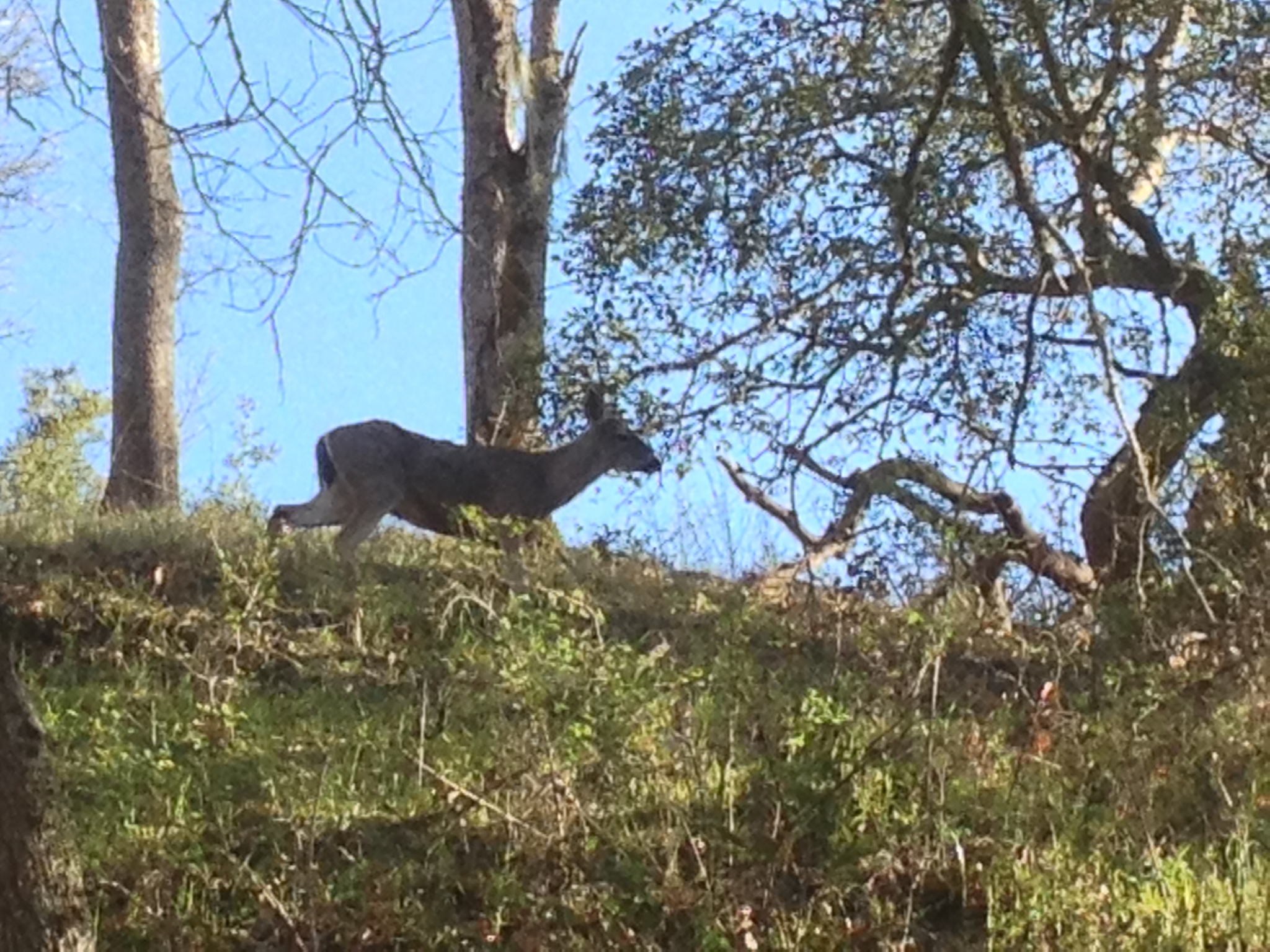 Odocoileus hemionus columbianus