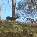 Columbian Black-tailed Deer