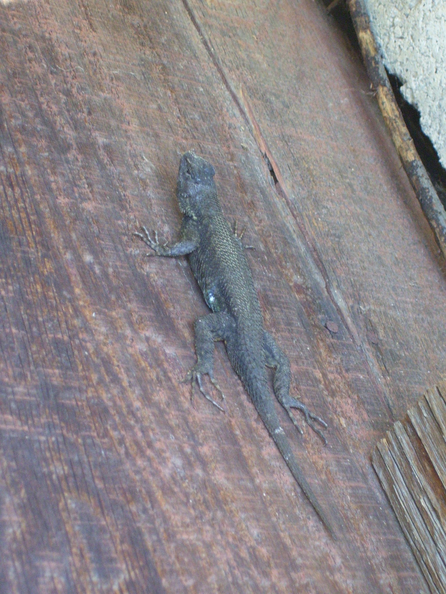 Sceloporus occidentalis