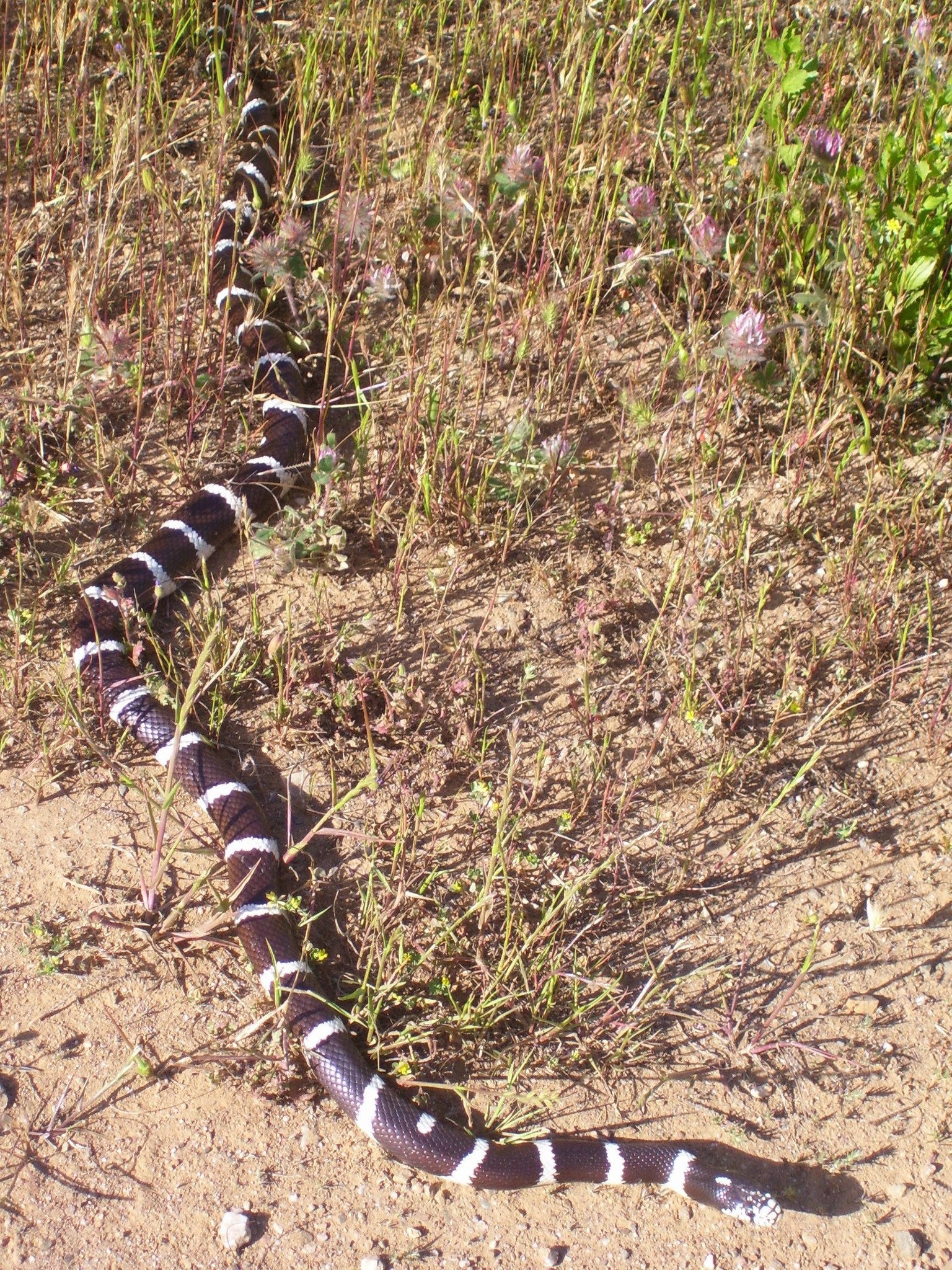 Lampropeltis californiae