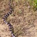 California King Snake